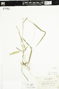 Setaria pumila subsp. pumila image
