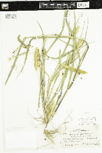 Setaria pumila subsp. pumila image