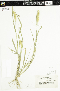 Setaria pumila subsp. pumila image