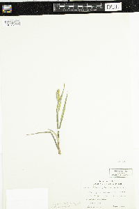Setaria pumila subsp. pumila image