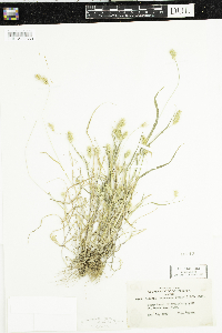 Setaria pumila subsp. pumila image