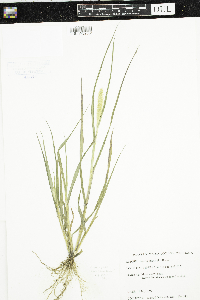 Setaria pumila subsp. pumila image