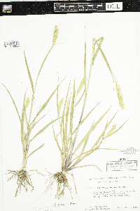 Setaria pumila subsp. pumila image
