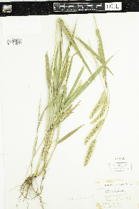 Setaria pumila image