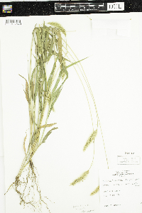 Setaria pumila subsp. pumila image