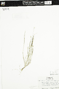 Setaria pumila subsp. pumila image
