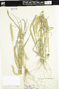 Setaria pumila subsp. pumila image