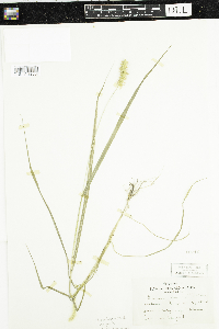 Setaria pumila subsp. pumila image