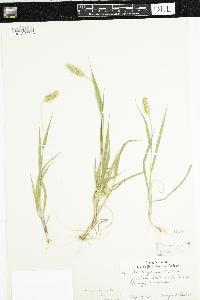 Setaria pumila subsp. pumila image