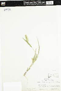 Setaria pumila subsp. pumila image