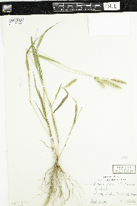 Setaria pumila subsp. pumila image
