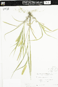 Setaria pumila subsp. pumila image
