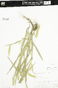 Setaria pumila subsp. pumila image