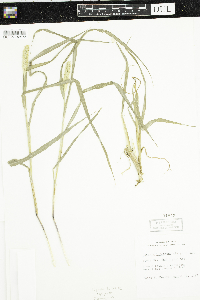 Setaria pumila image