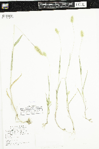 Setaria pumila subsp. pumila image