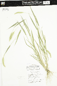 Setaria pumila subsp. pumila image