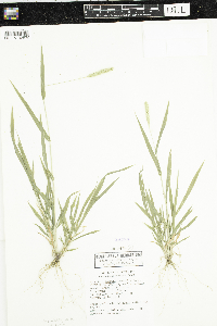 Setaria pumila subsp. pumila image