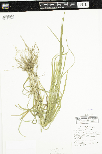 Setaria pumila subsp. pumila image