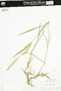 Setaria verticillata image