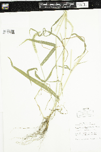 Setaria verticillata image