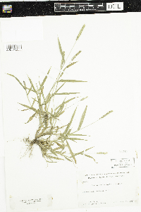 Setaria verticillata image