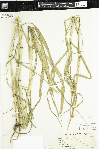Setaria verticillata image