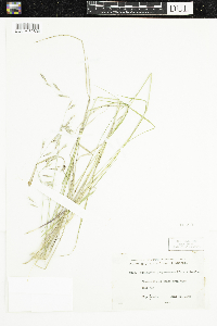 Schizachne purpurascens image