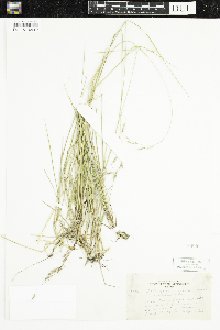 Schizachne purpurascens image