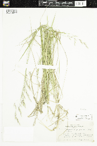 Schizachne purpurascens image