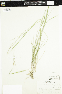 Schizachne purpurascens image