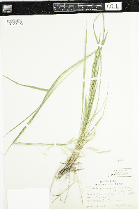 Schizachne purpurascens image