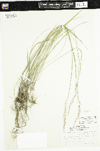 Schizachne purpurascens image