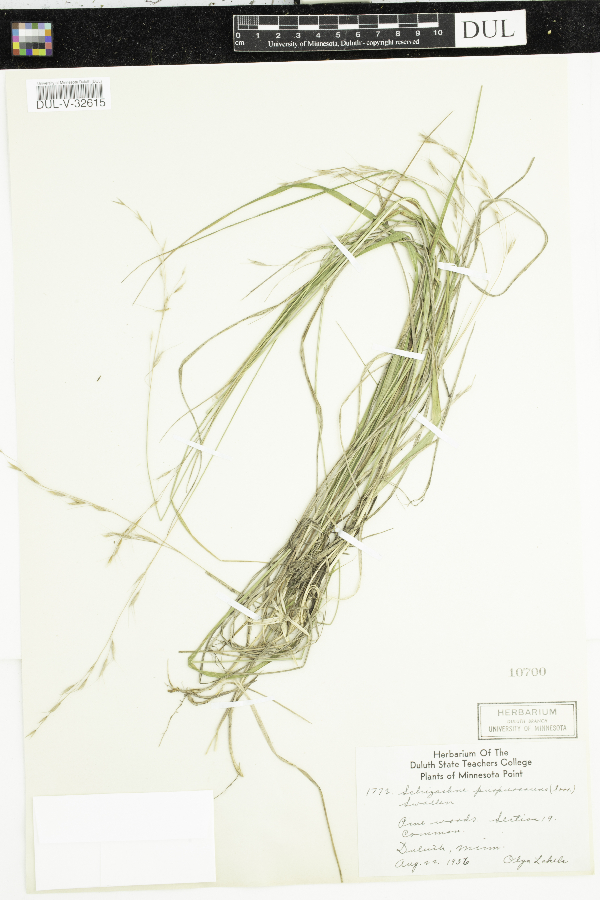 Schizachne purpurascens image