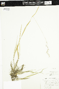 Schizachne purpurascens image