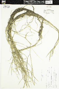 Puccinellia distans image