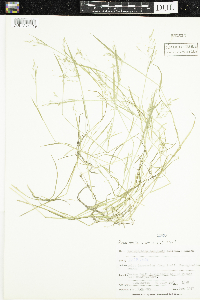Puccinellia distans image