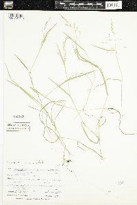 Puccinellia distans image