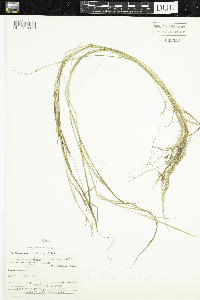 Puccinellia distans image