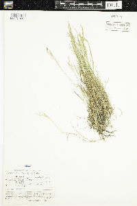 Puccinellia distans image