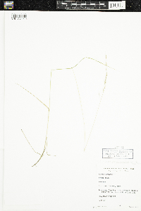 Schizachne purpurascens image