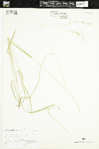 Schizachne purpurascens image