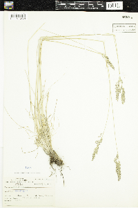 Poa pratensis image