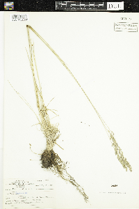 Poa pratensis image
