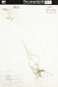 Poa pratensis image