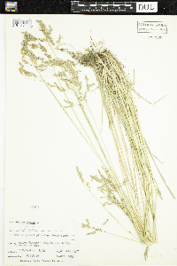 Poa pratensis image
