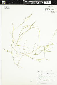 Puccinellia distans image