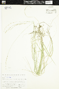 Schizachne purpurascens image