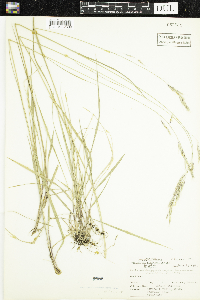 Schizachne purpurascens image