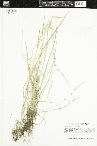 Schizachne purpurascens image
