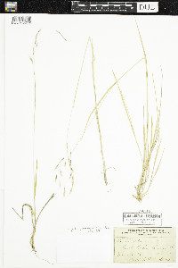 Schizachne purpurascens image